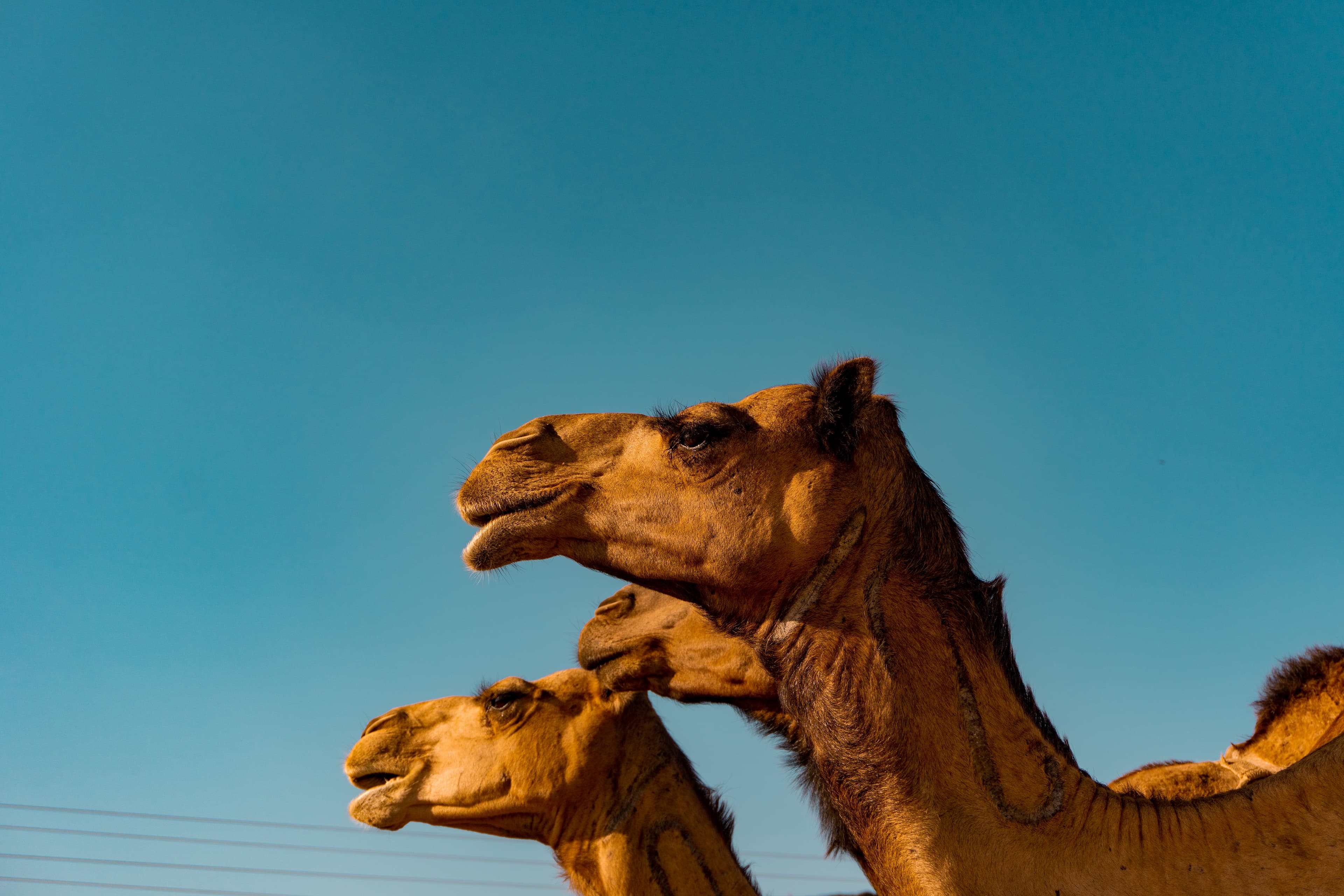 Camel in Saudi